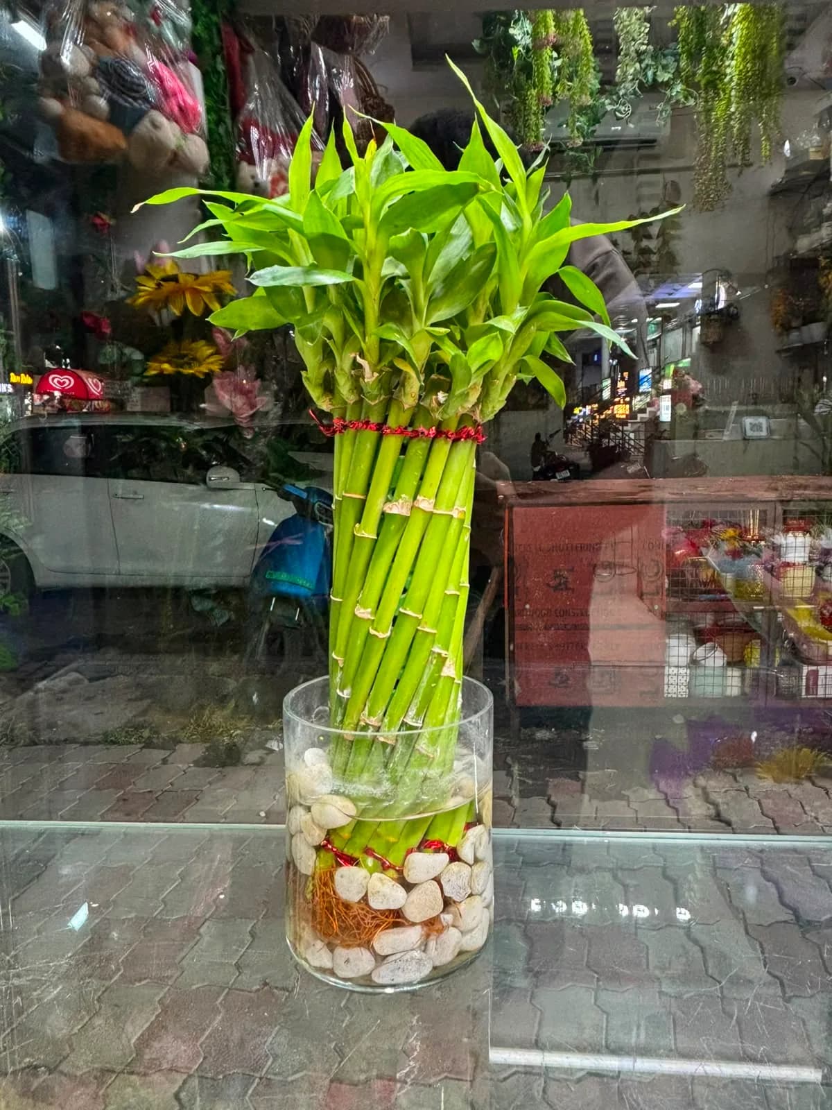 Lucky Bamboo Water Garden