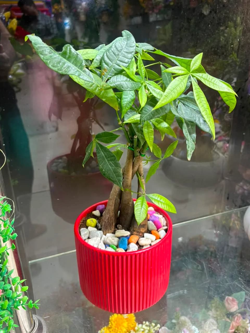 Lucky Money Tree – Pachira Aquatica