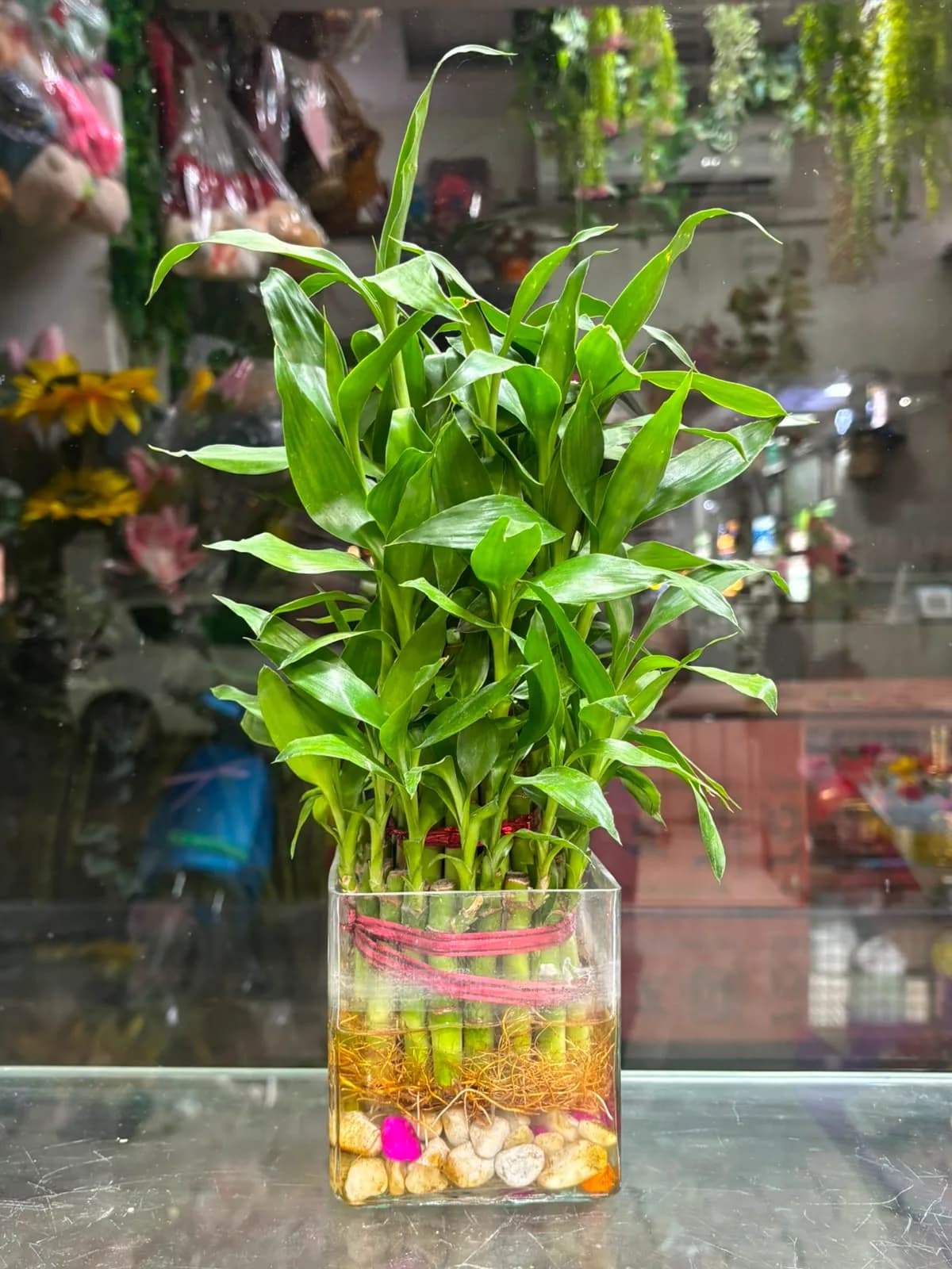 Emerald Lucky Bamboo Water Arrangement