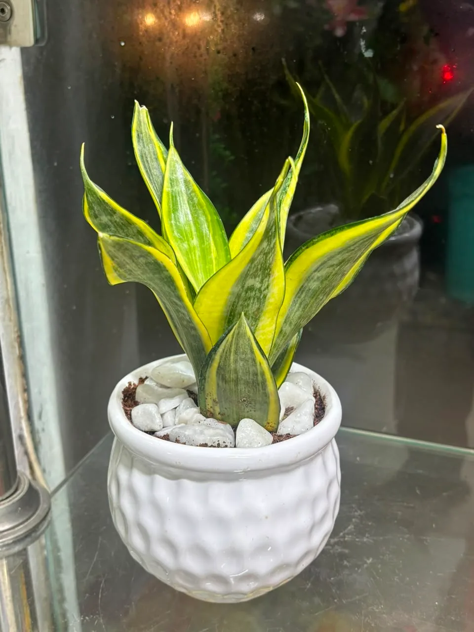 Golden Edge Snake Plant