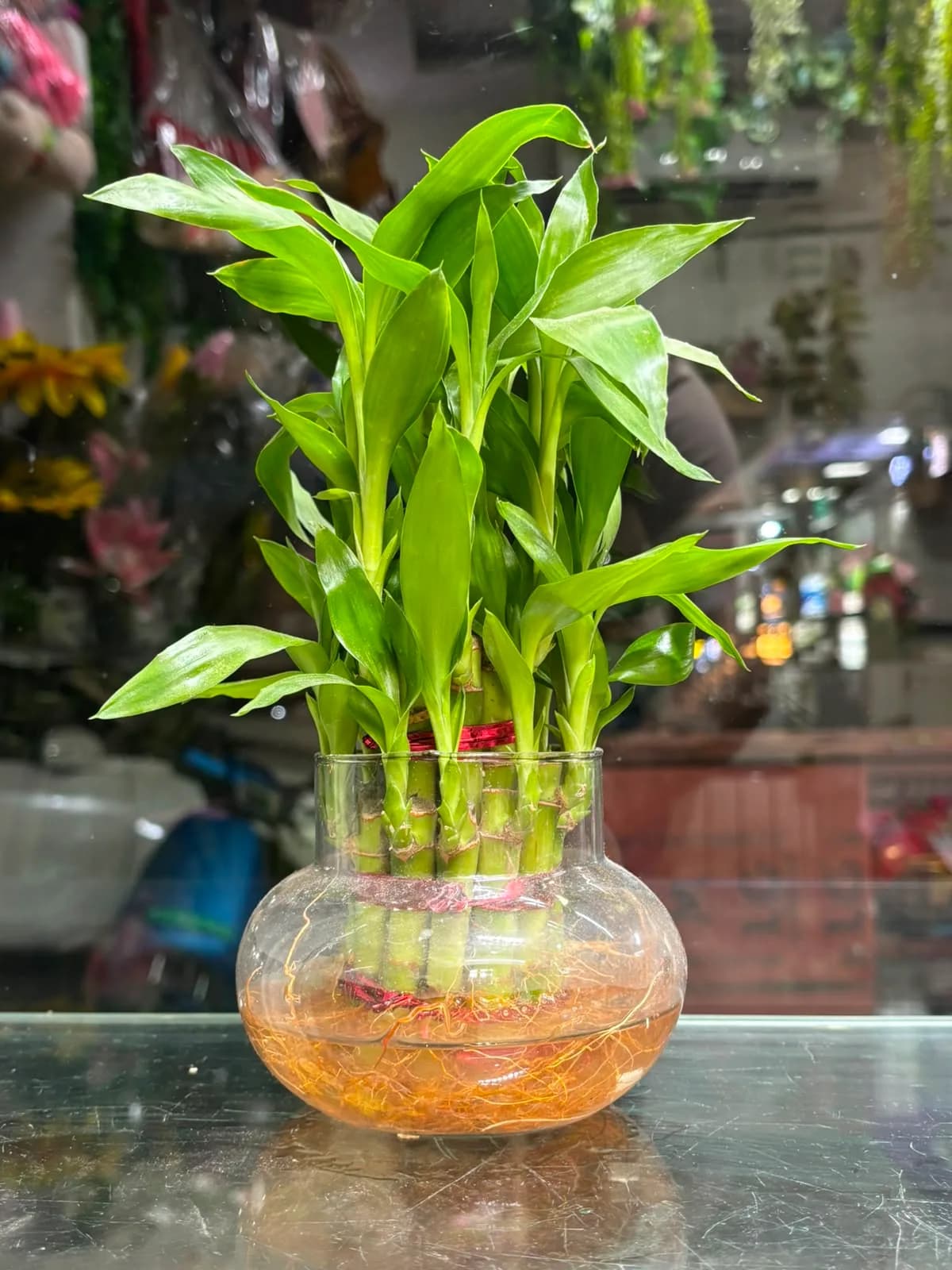Good Luck Bamboo - Round Glass Vase