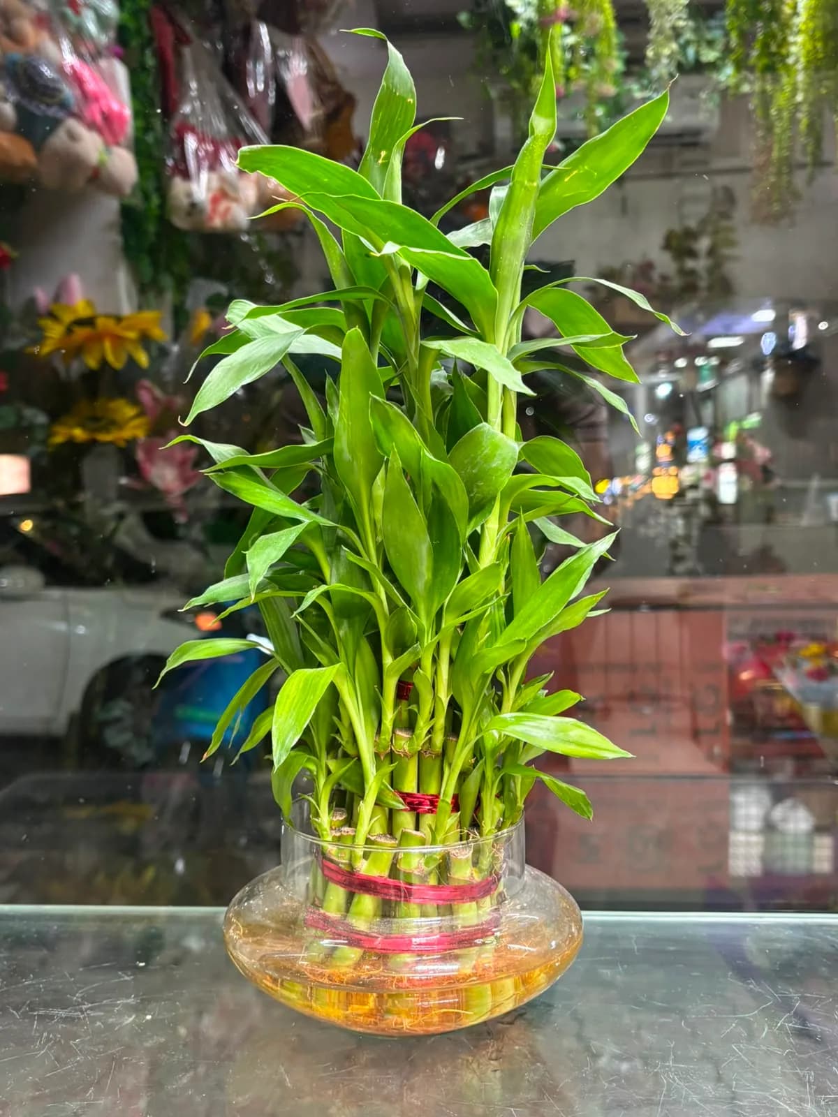 Lucky Bamboo Prosperity Garden