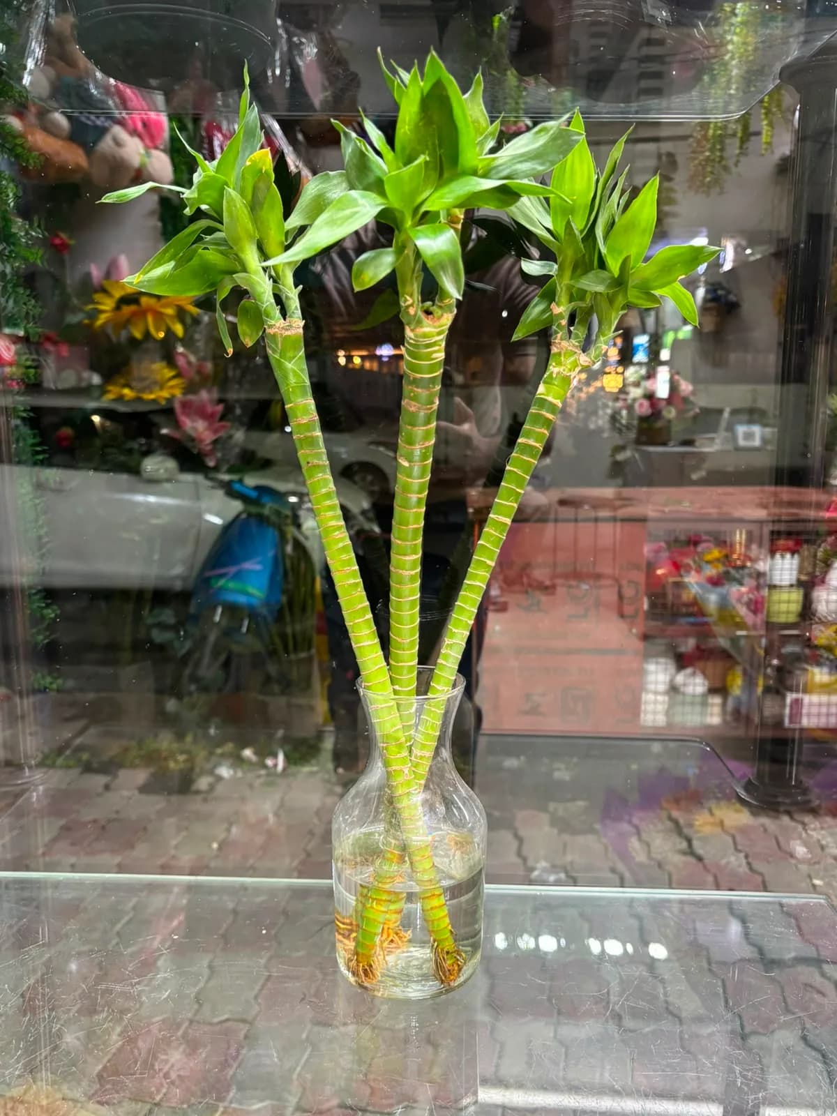 Lotus Bamboo