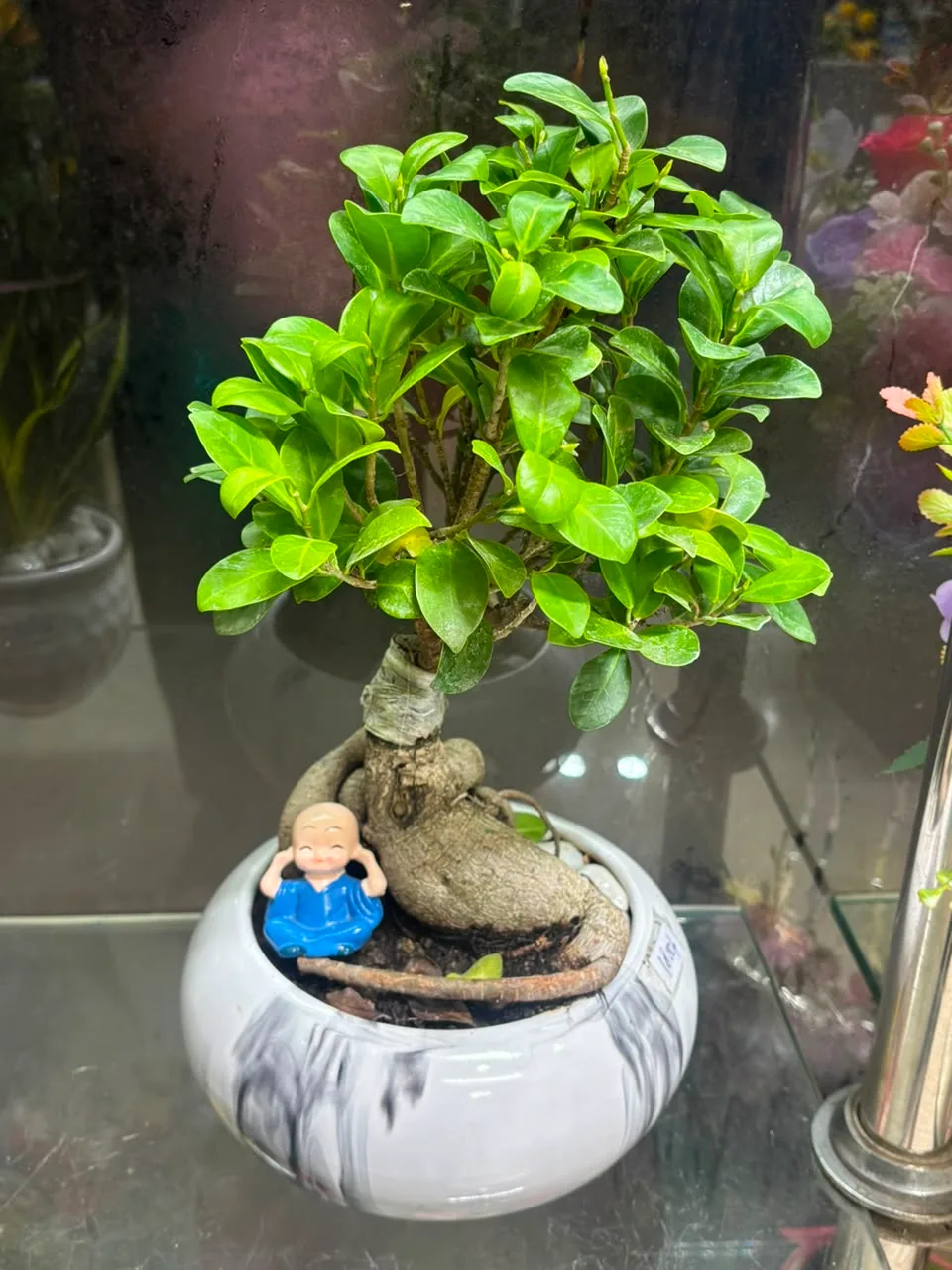 Serene Ficus Ginseng Bonsai